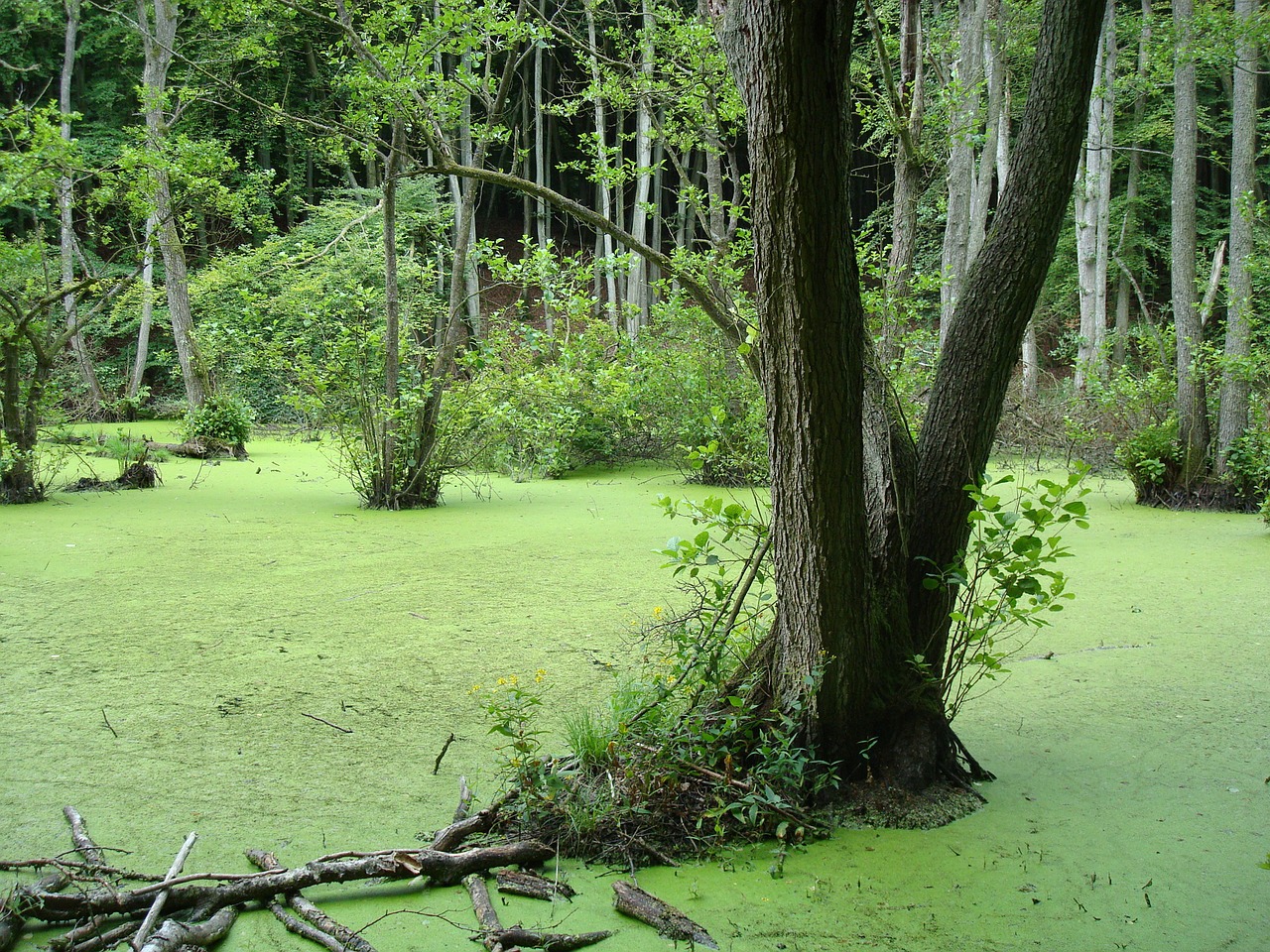 swamp wetland swampy free photo
