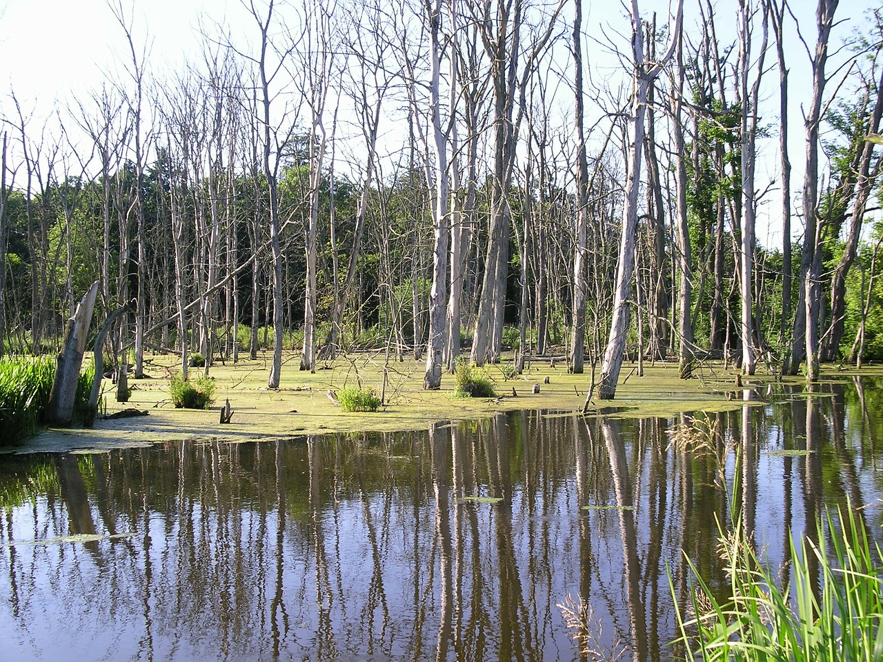 swamp trees water free photo