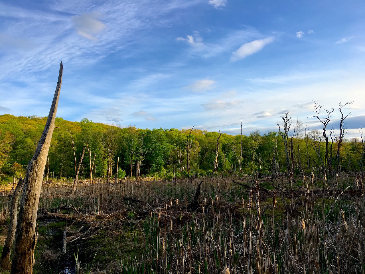 swamp colorful nature free photo