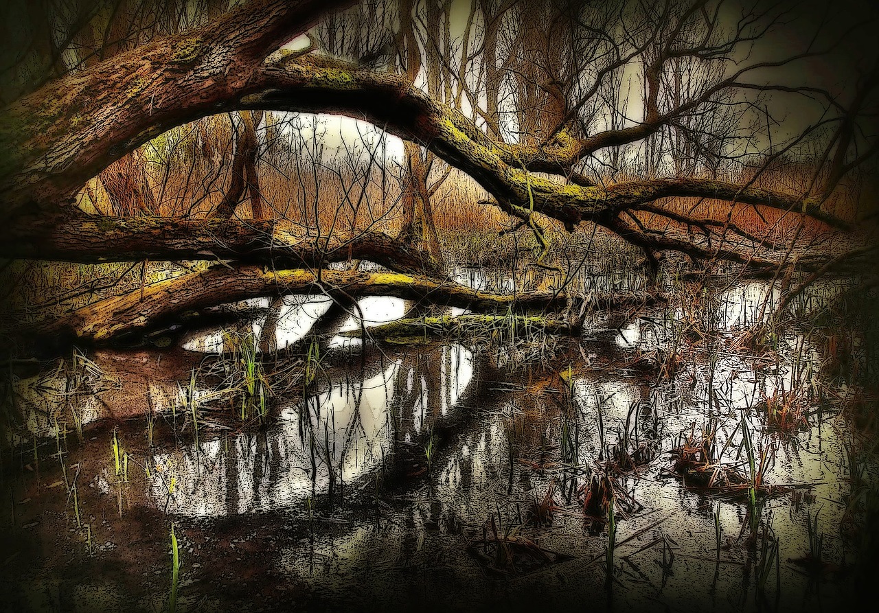 swamp nature water free photo