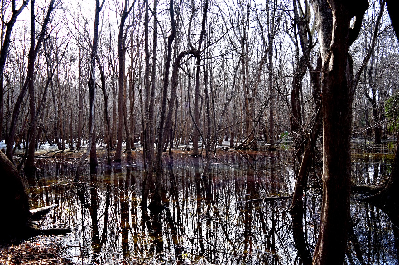 swamp nature landscape free photo