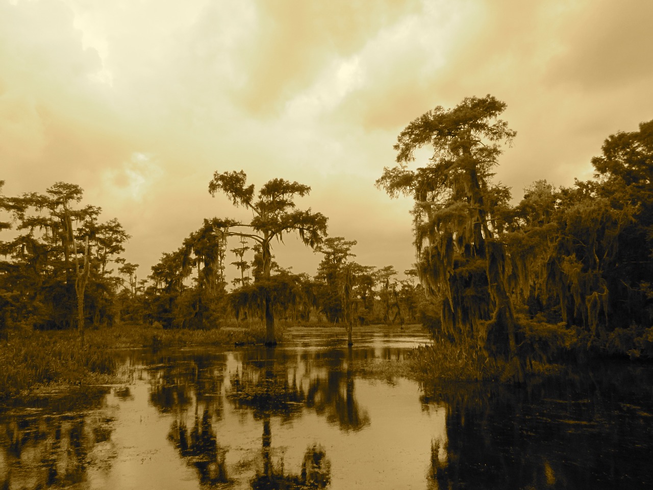 swamp bayou new orleans free photo