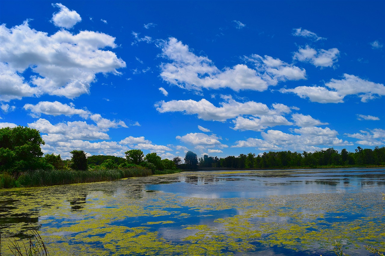 swamp clouds sky free photo