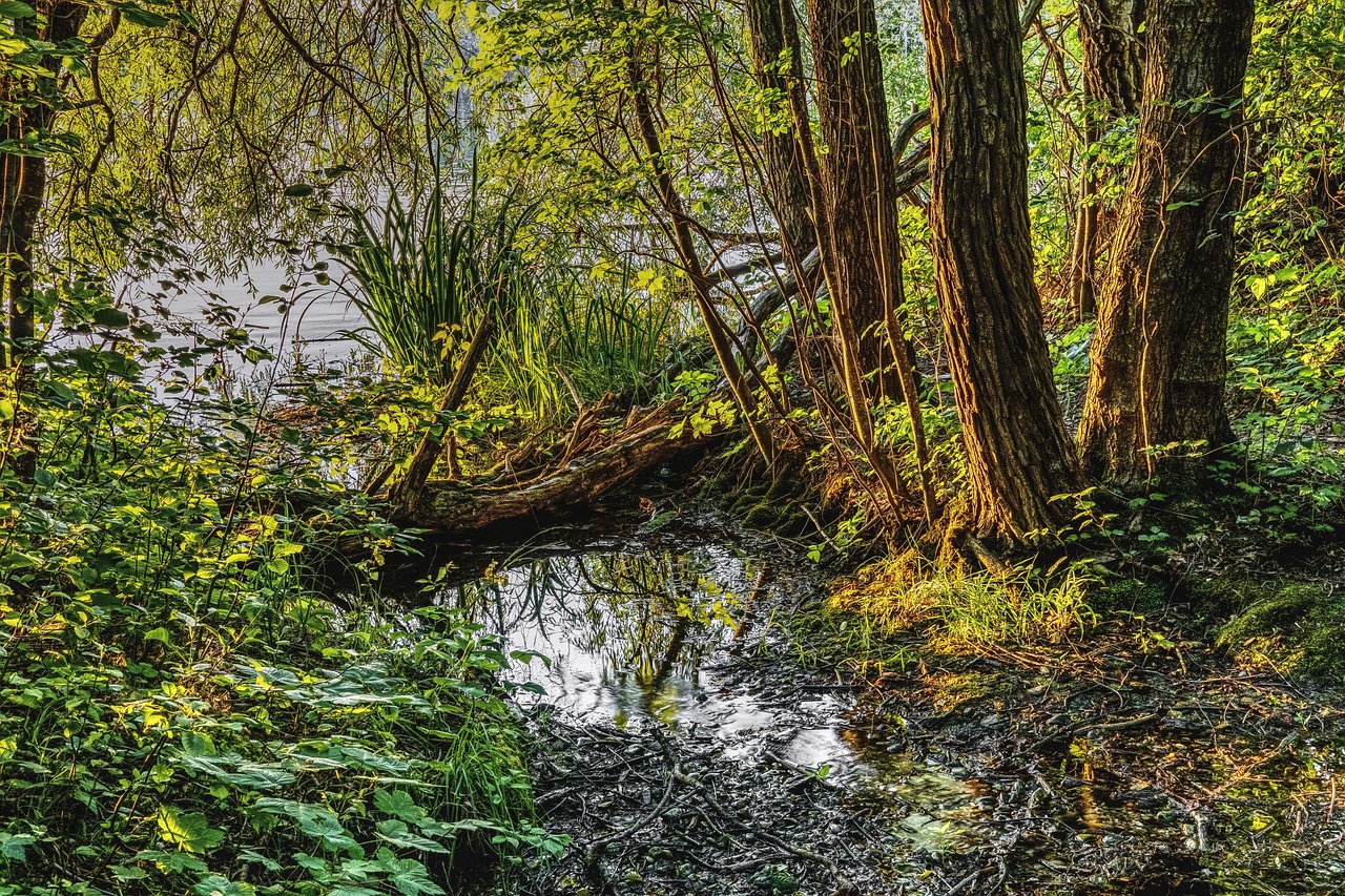 swamp water mirroring free photo