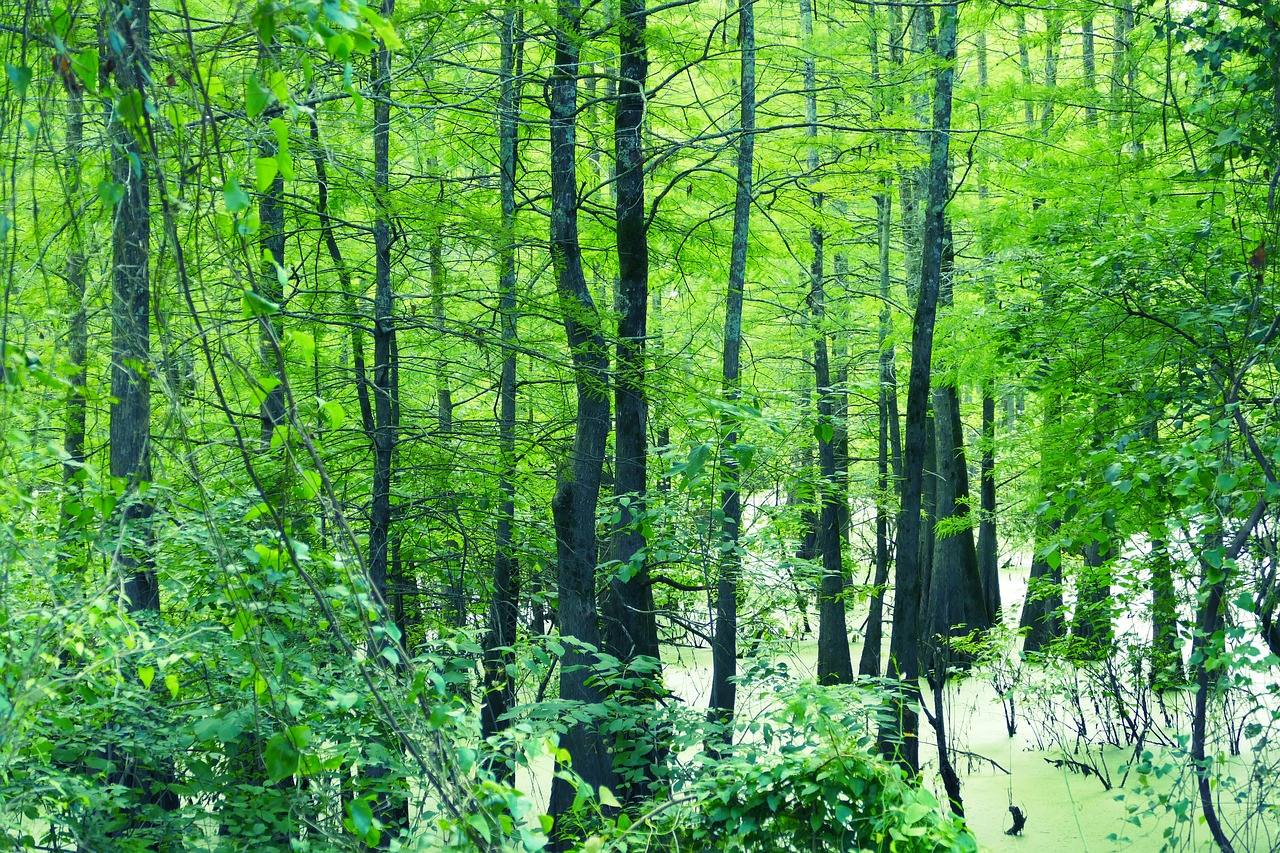 swamp green forest free photo