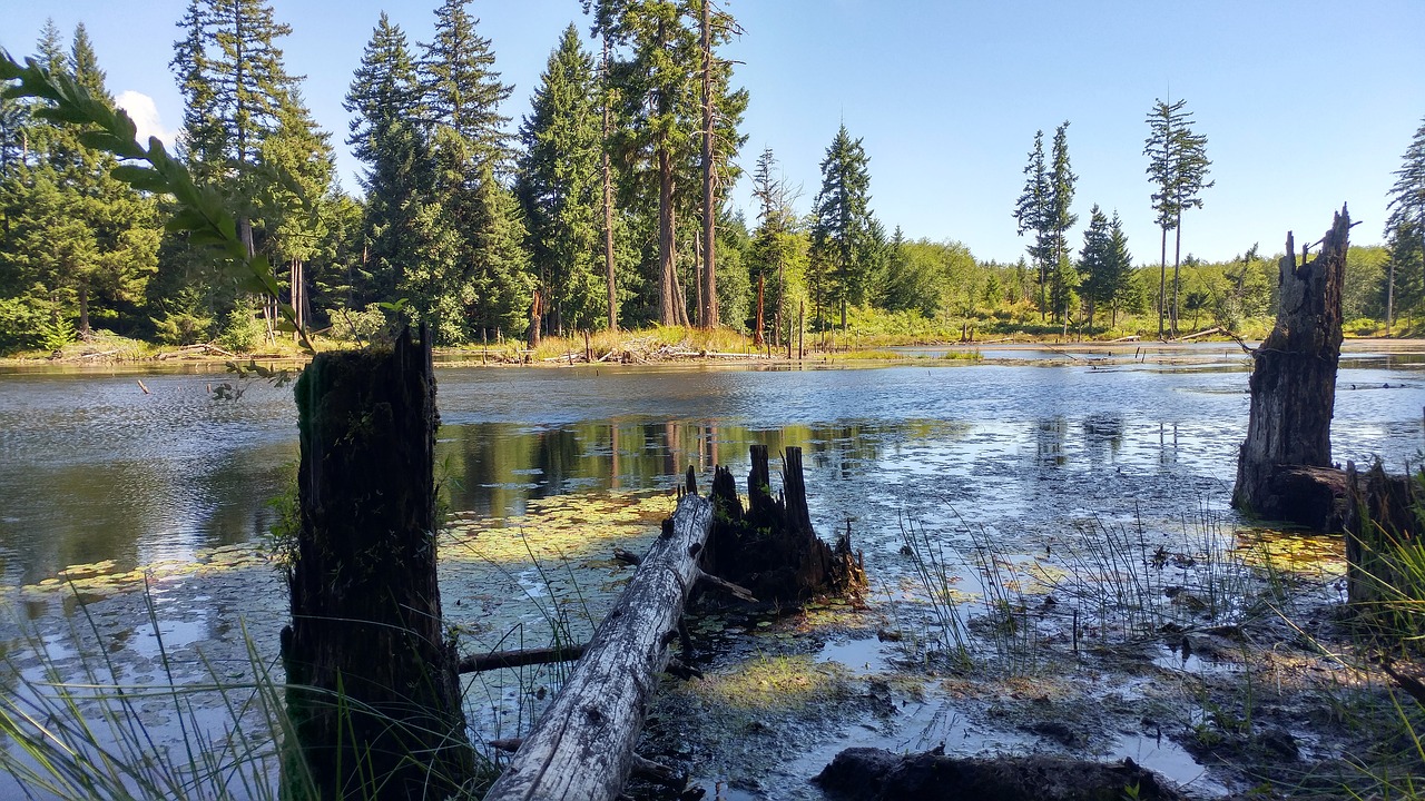 swamp port alberni trees free photo