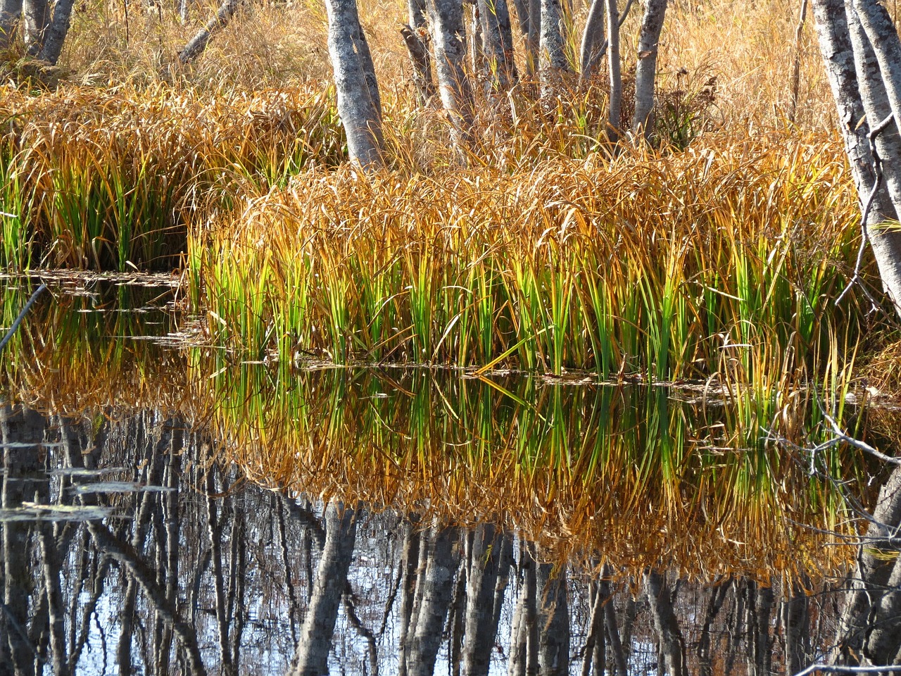 swamp tundra grass free photo