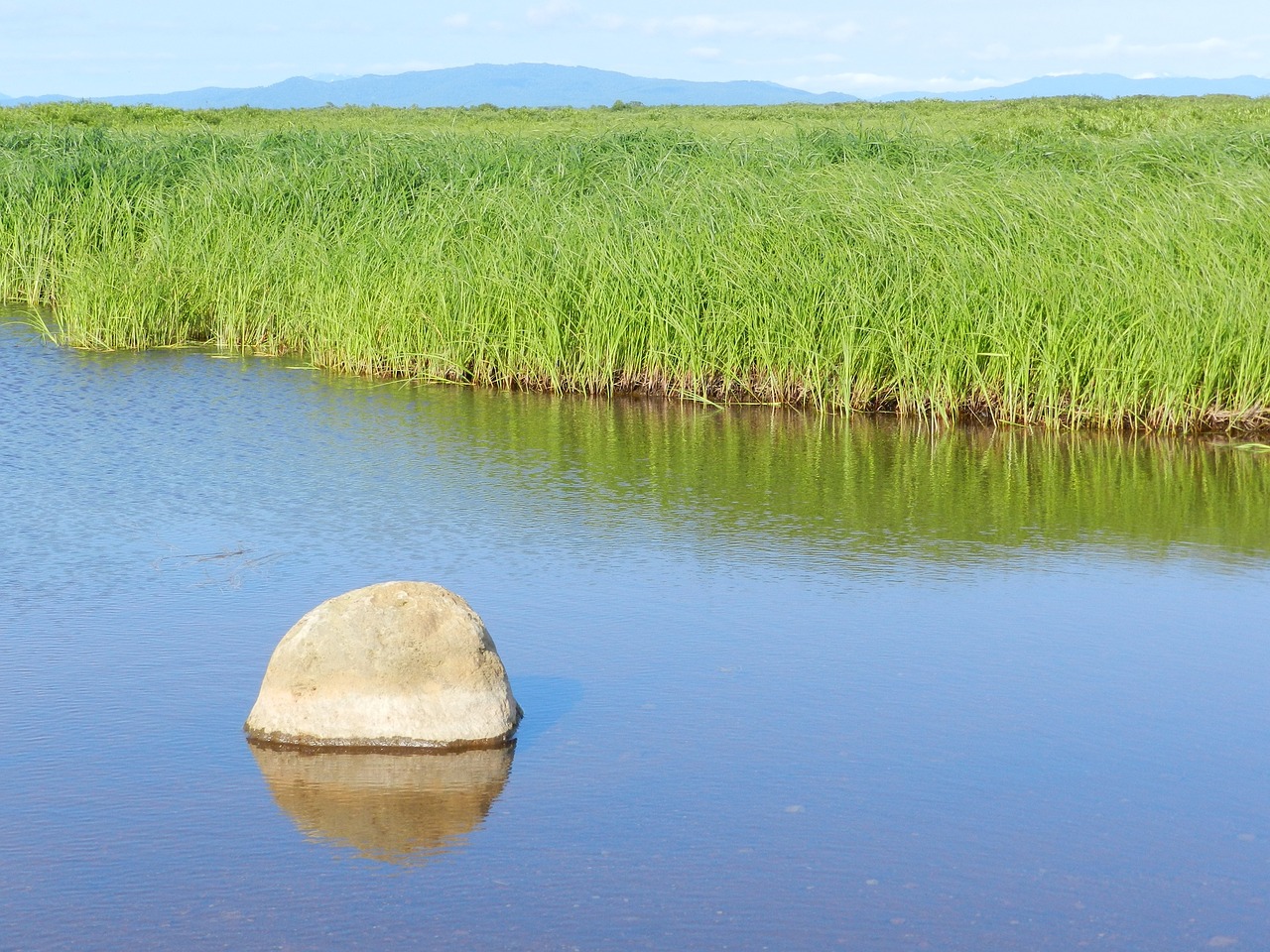 swamp tundra grass free photo