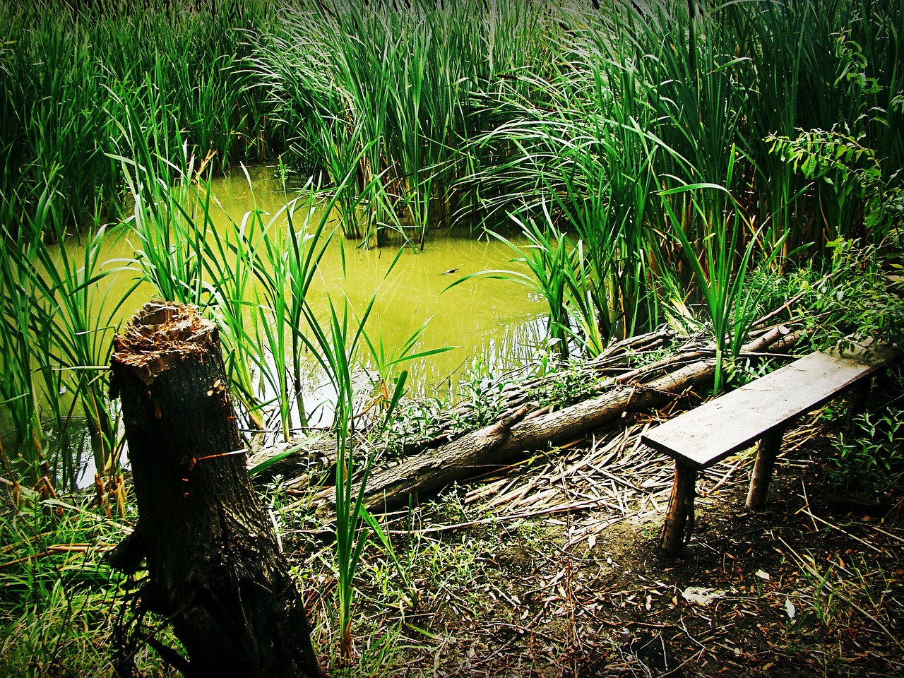 swamp reed bench free photo