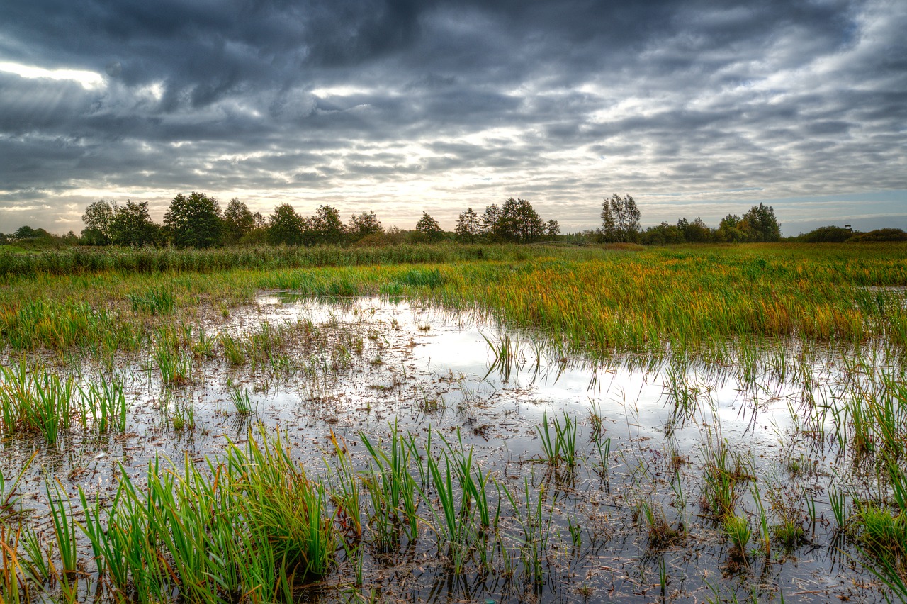 swamp morning water free photo