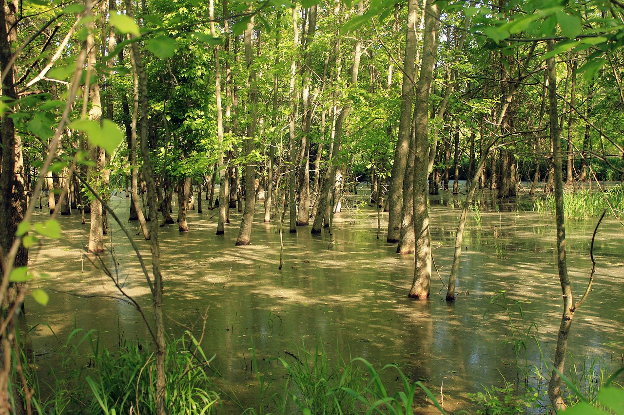 swamp usa missouri free photo