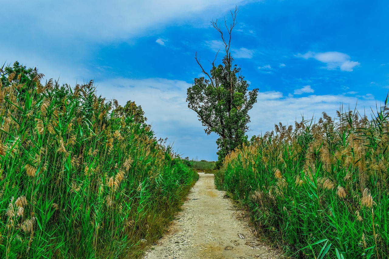 swamp  path  tree free photo