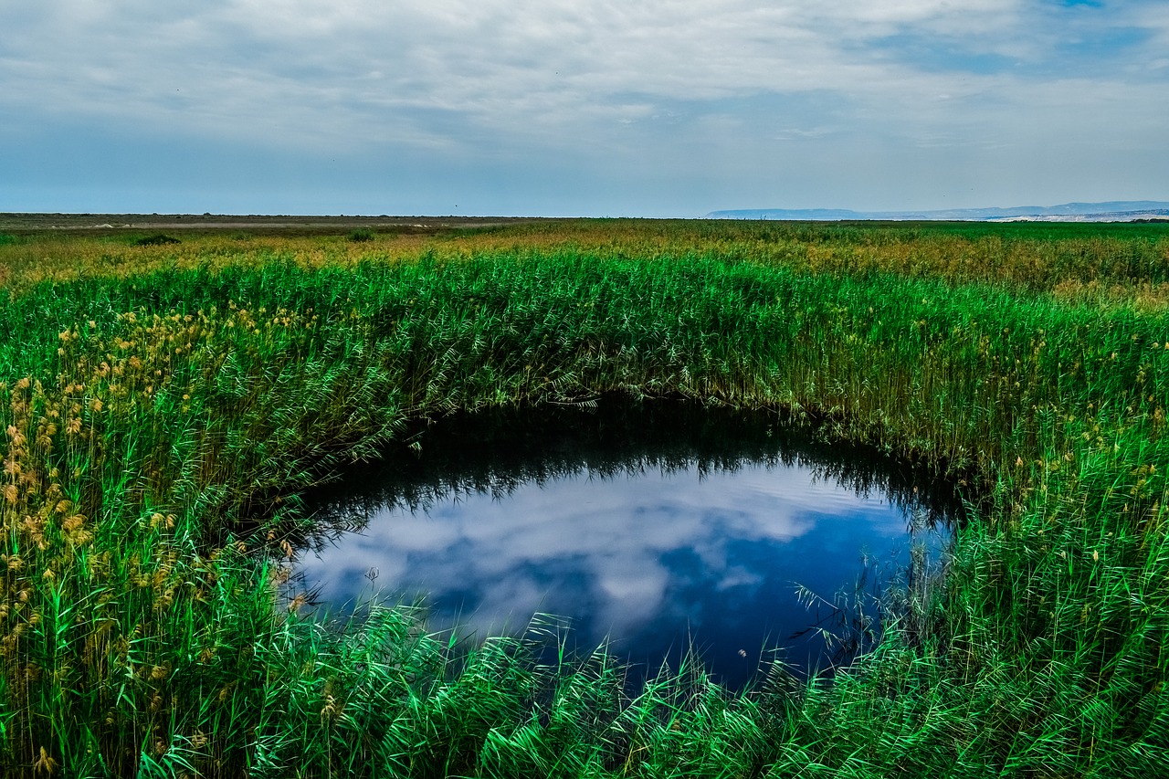 swamp  pond  reeds free photo