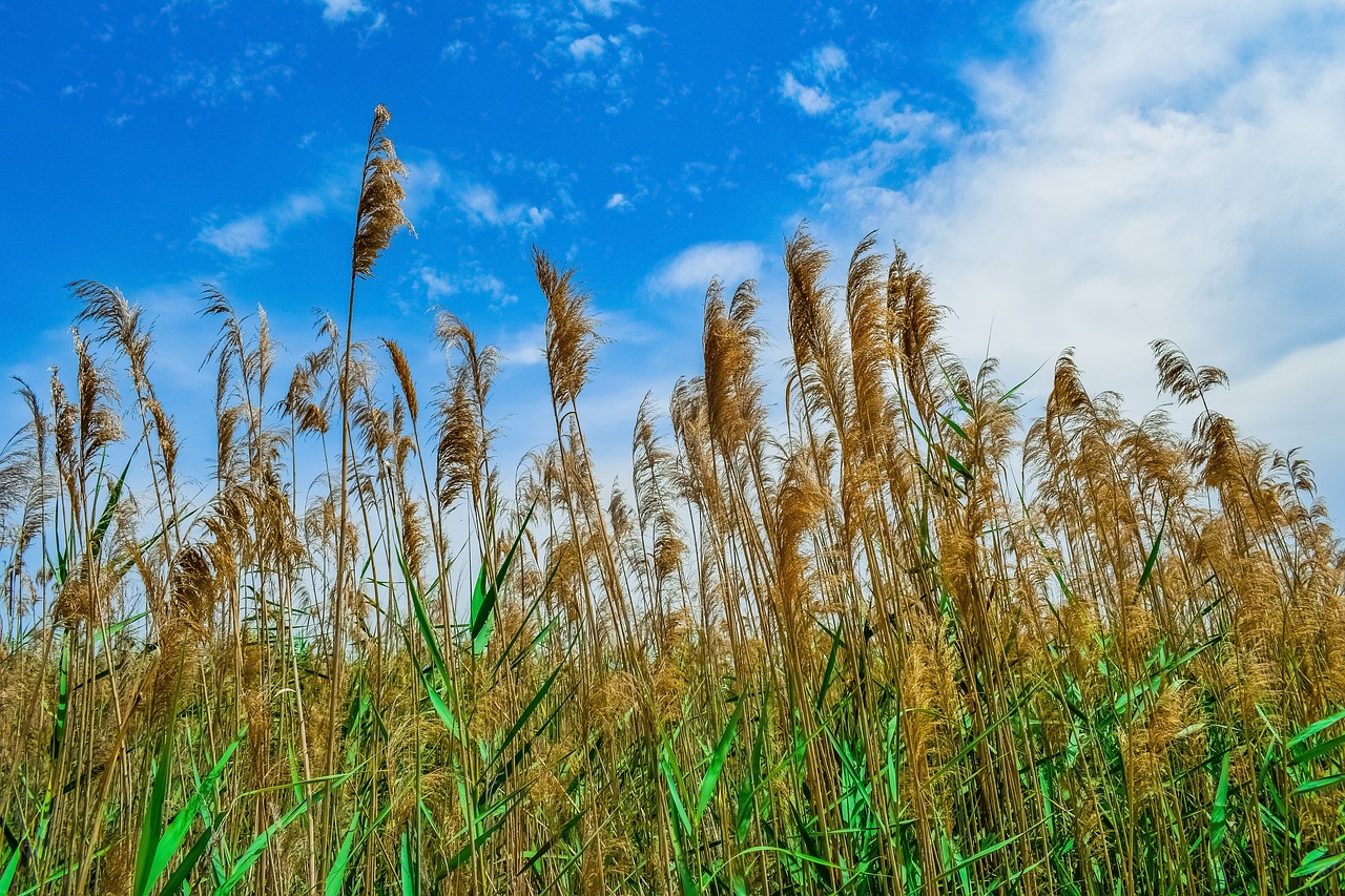 swamp  reeds  nature free photo