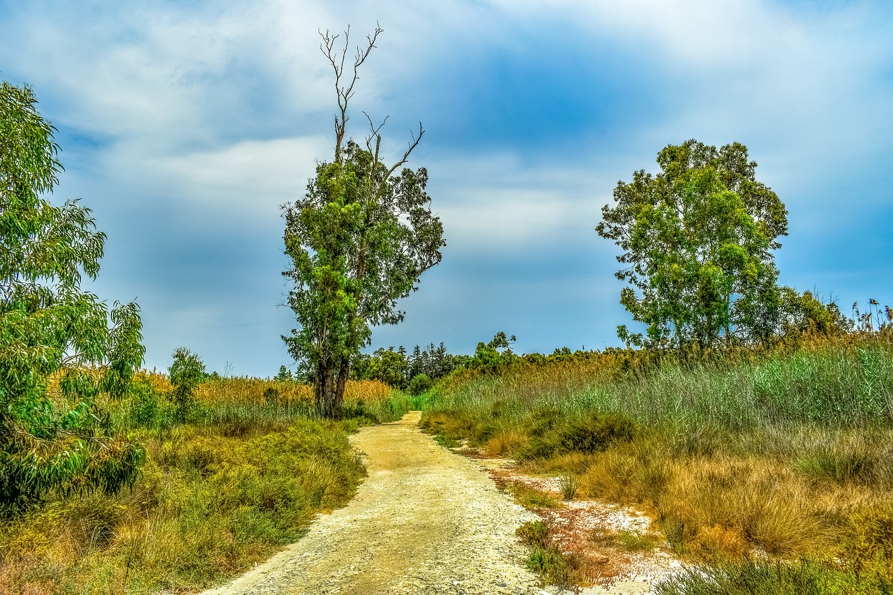 swamp  path  tree free photo