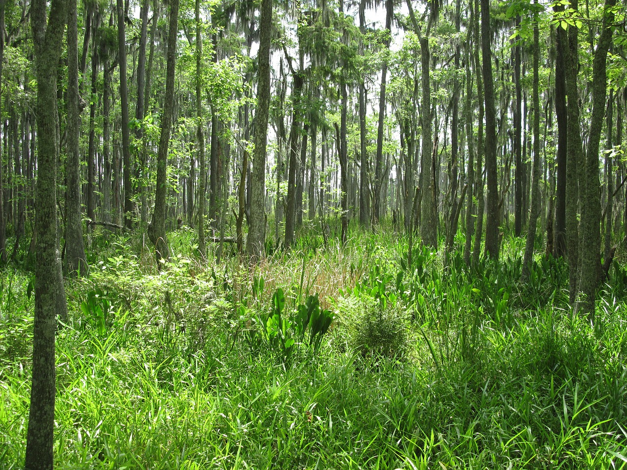 swamp marsh nature free photo