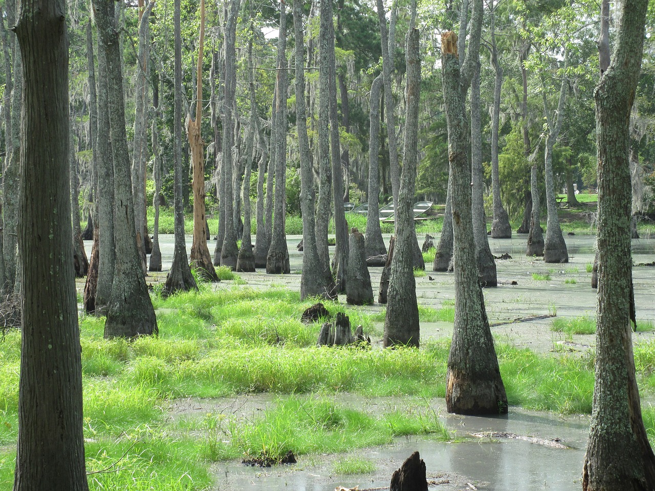 swamp marsh wetland free photo