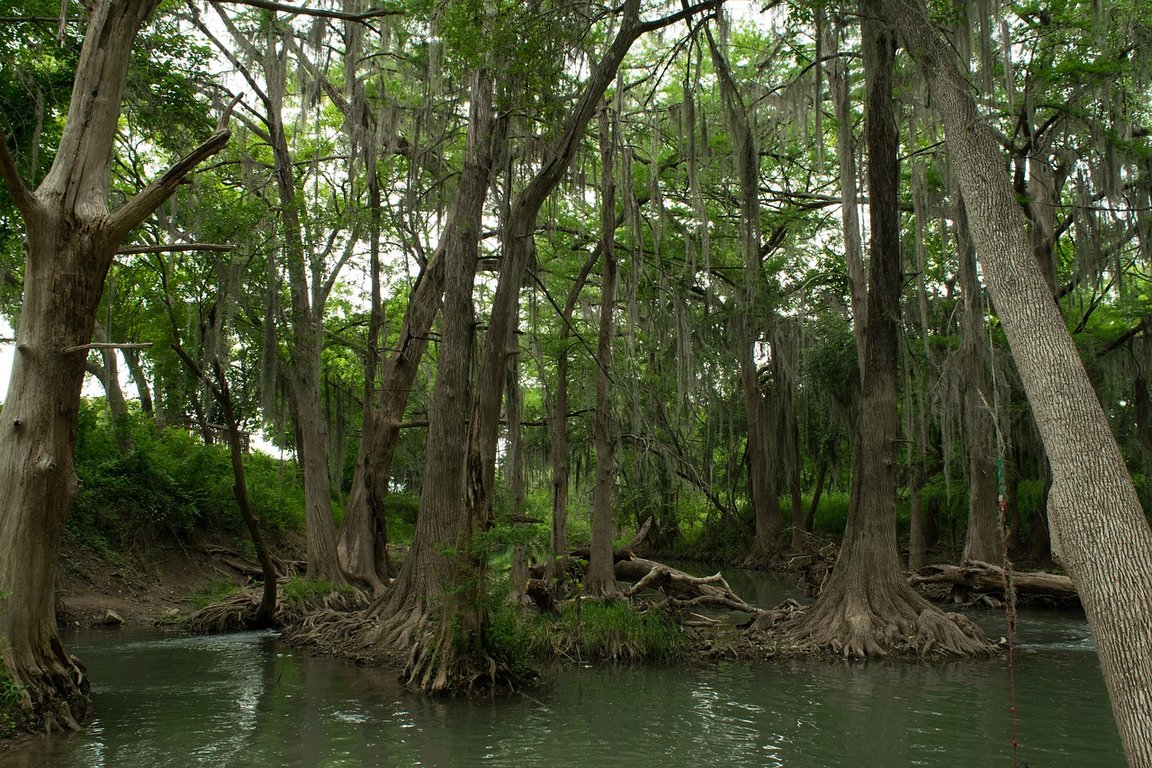 swamp  forest  texas free photo