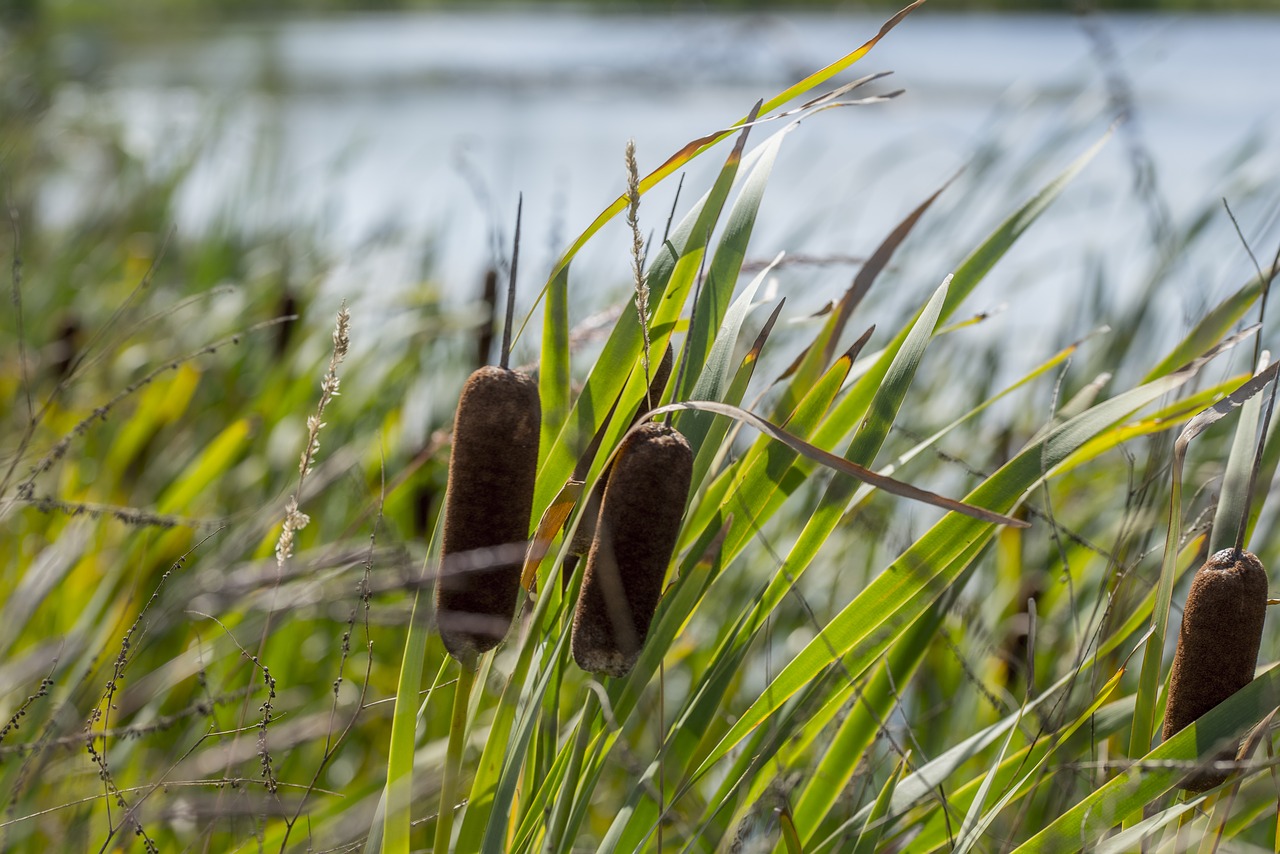 swamp  cattail  wetland free photo