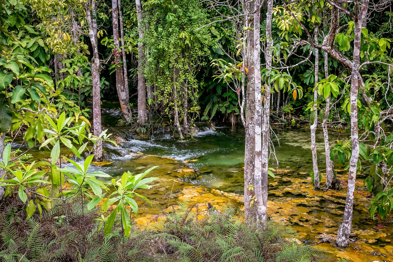 swamp  forest  trees free photo