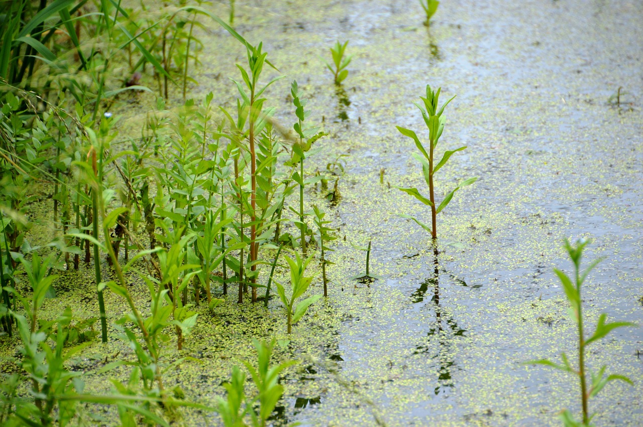 swamp  pond  river free photo