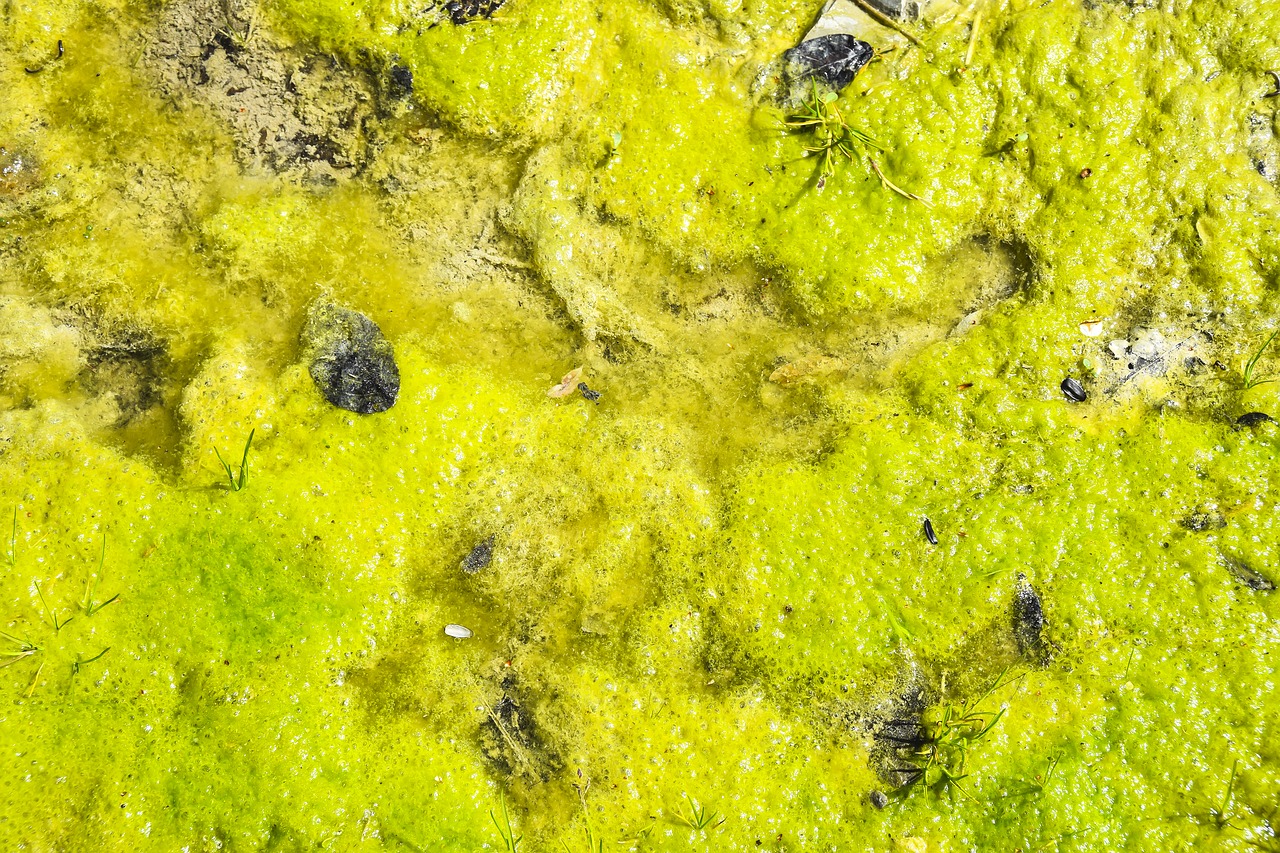 swamp  moss  texture free photo