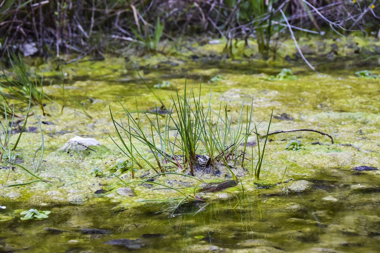 swamp  background  texture free photo