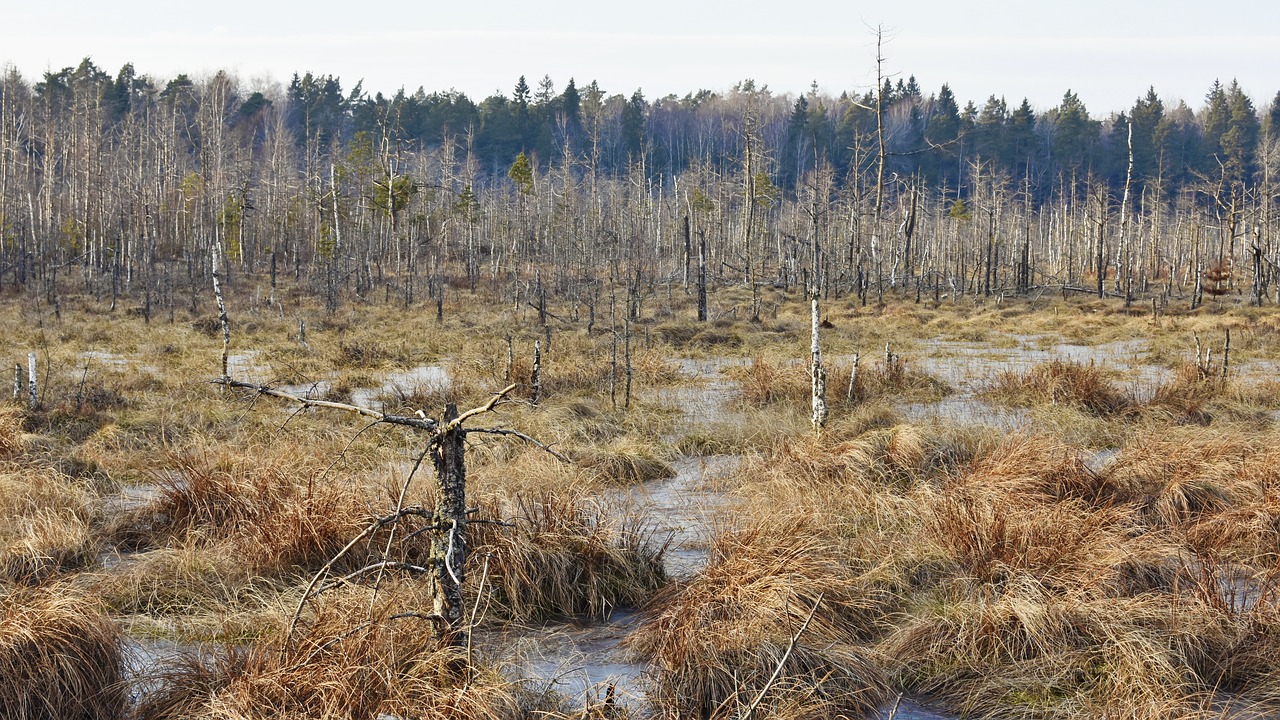 swamp  trees  forest free photo