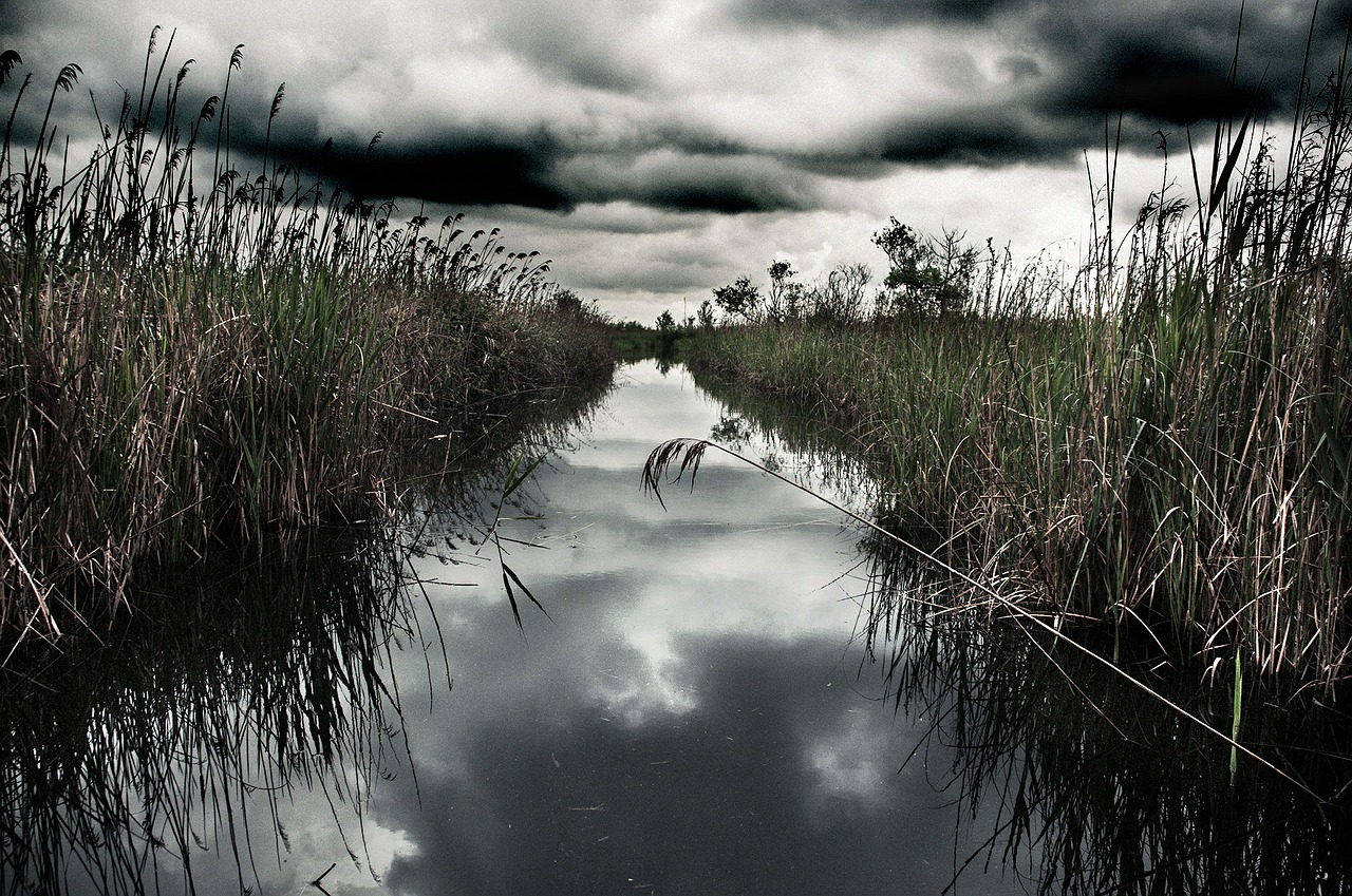 swamp water clouds free photo