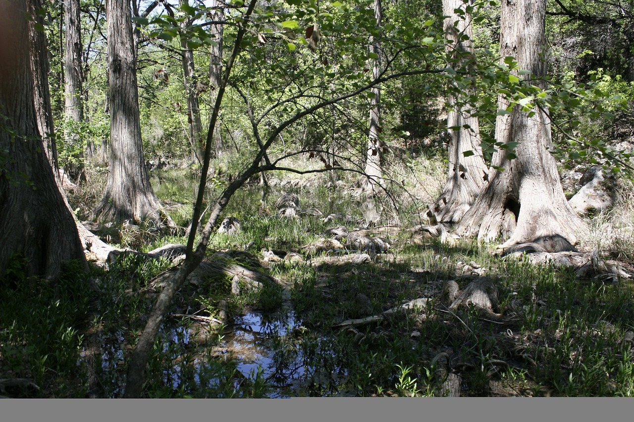 swamp marsh trees free photo