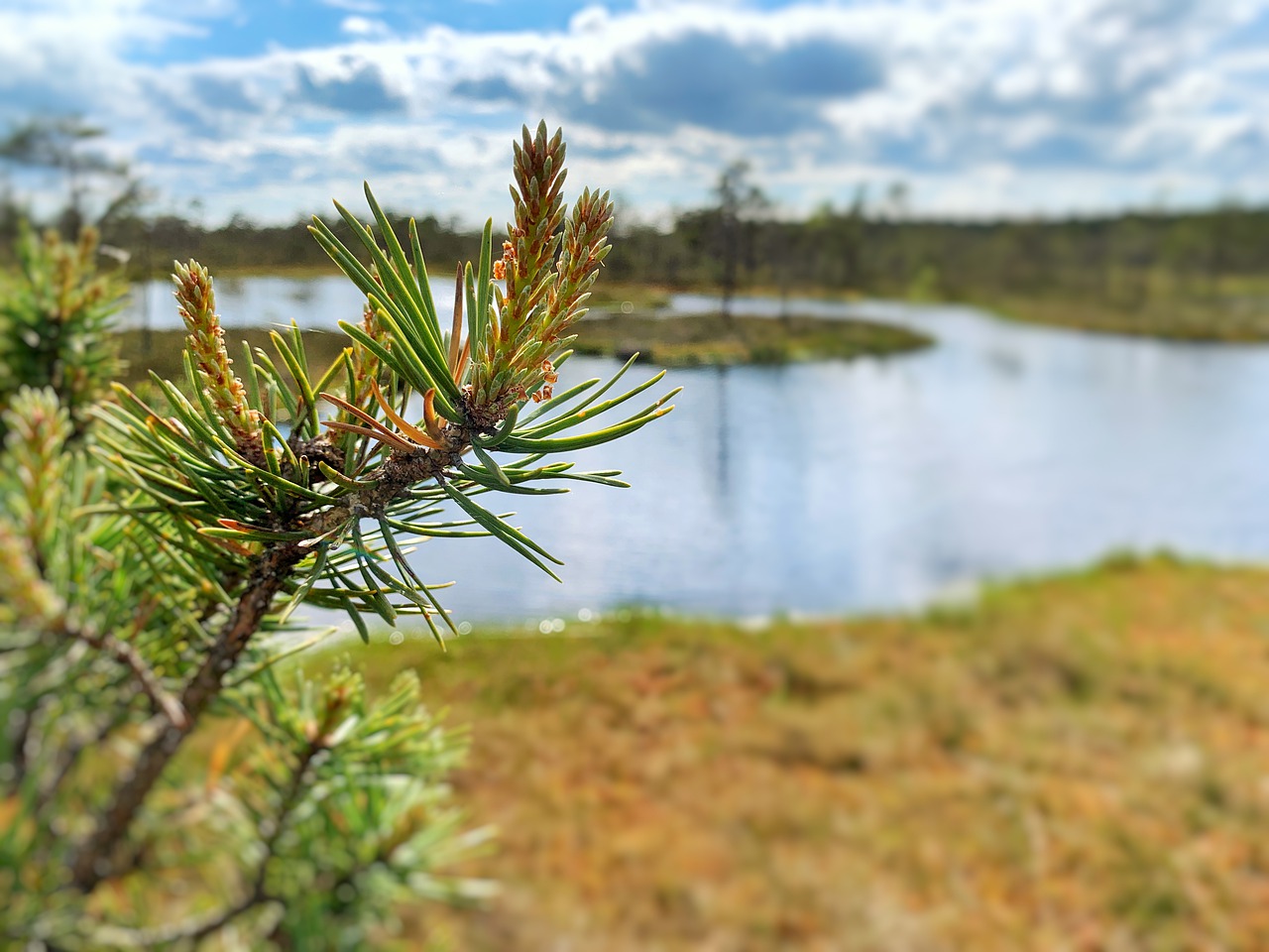 swamp  pine  pond free photo