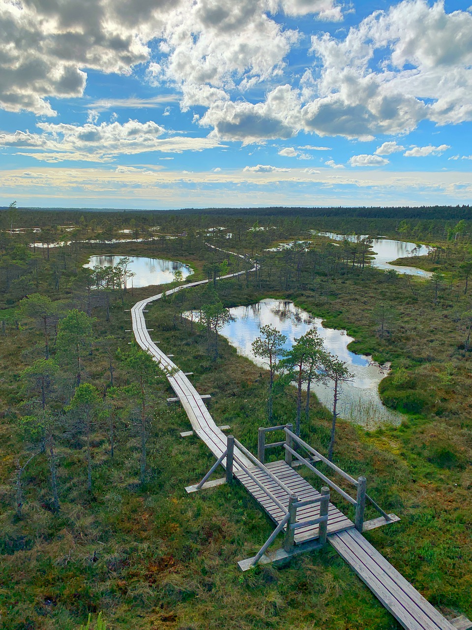 swamp  pond  raised free photo