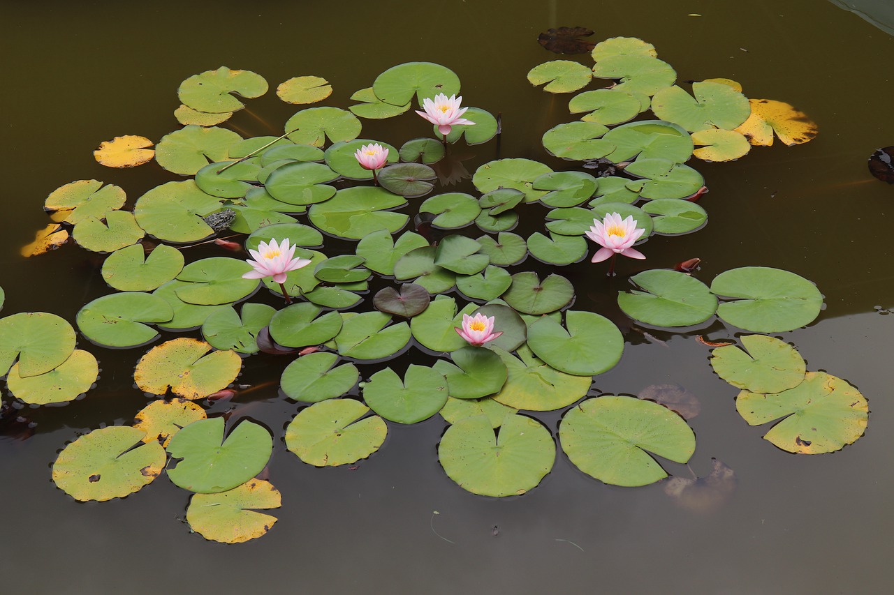 swamp  water lilies  water lily free photo