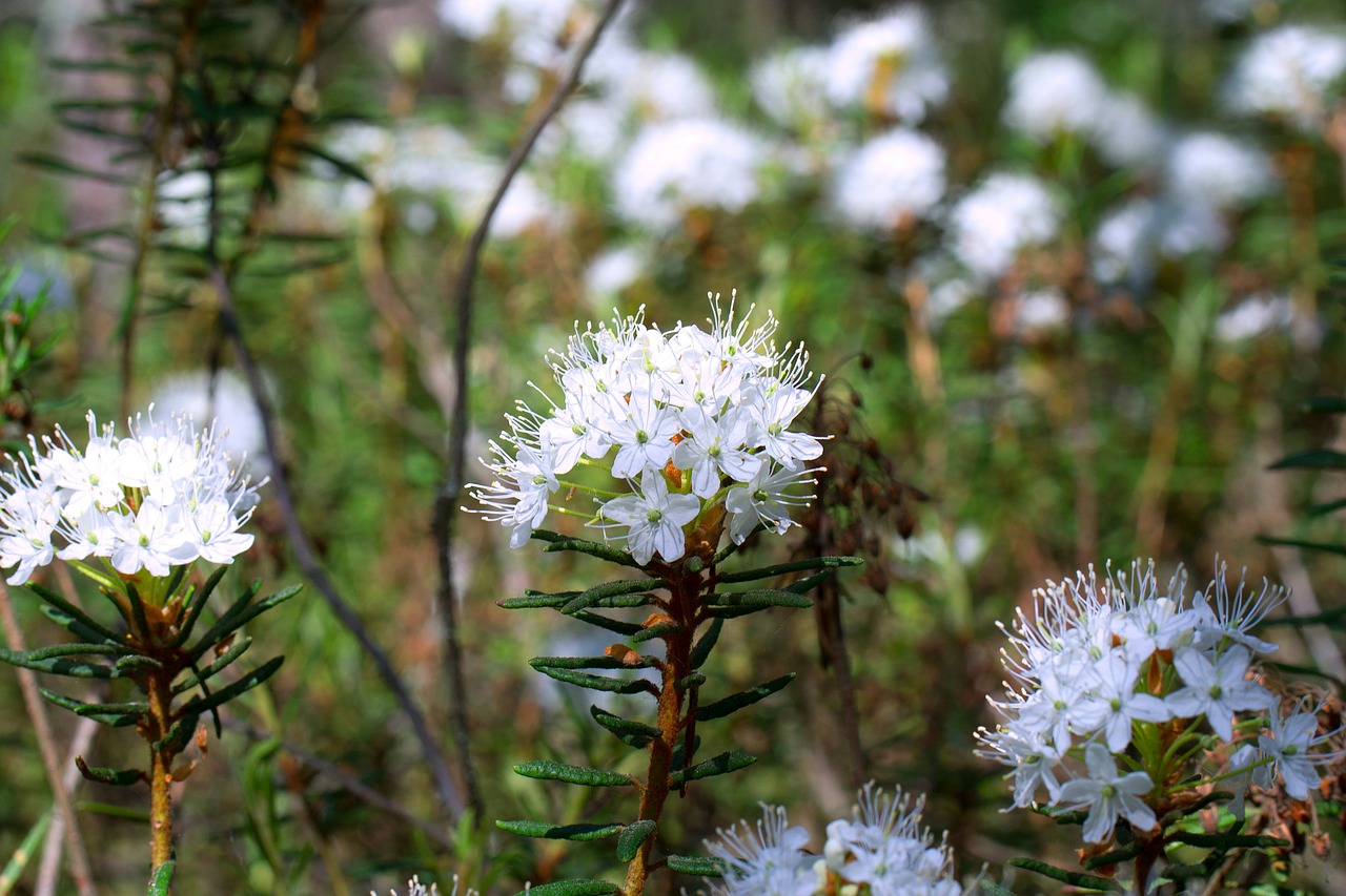 swamp marsh tea flower free photo