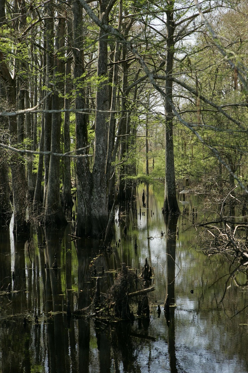 swamp landscape water free photo