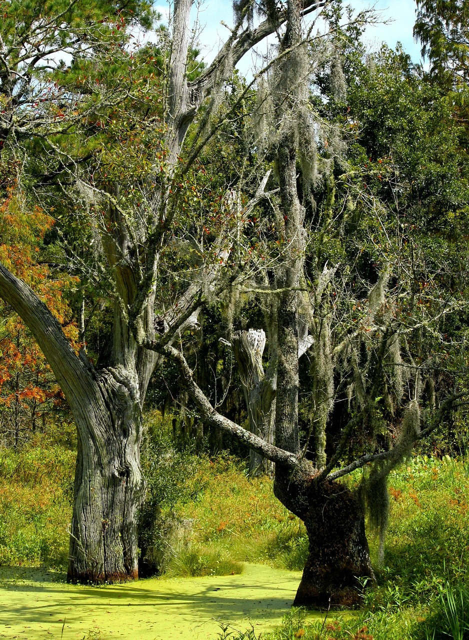swamp marsh spanish moss free photo