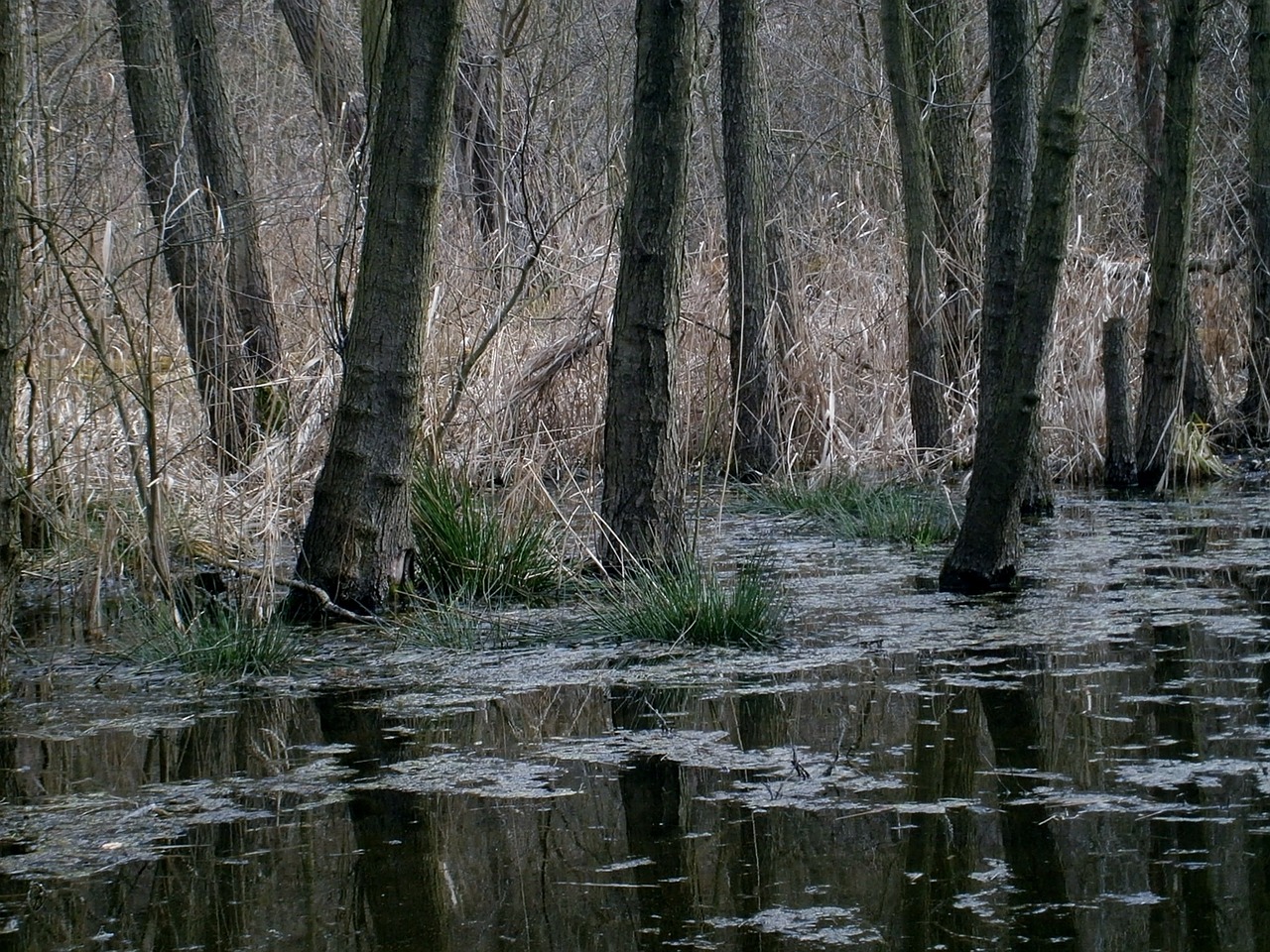 swamp trees tribes free photo