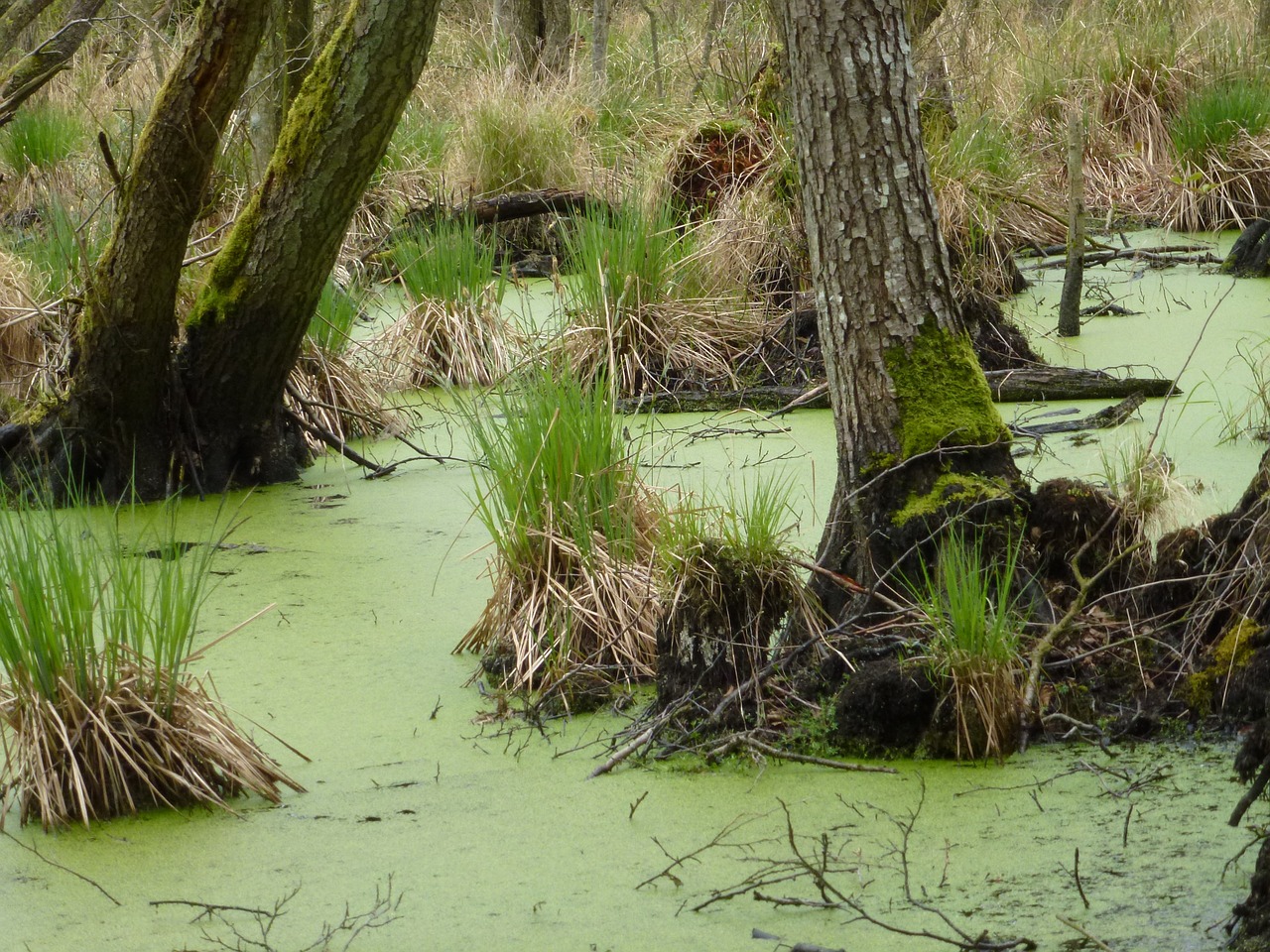 swamp haunting nature free photo