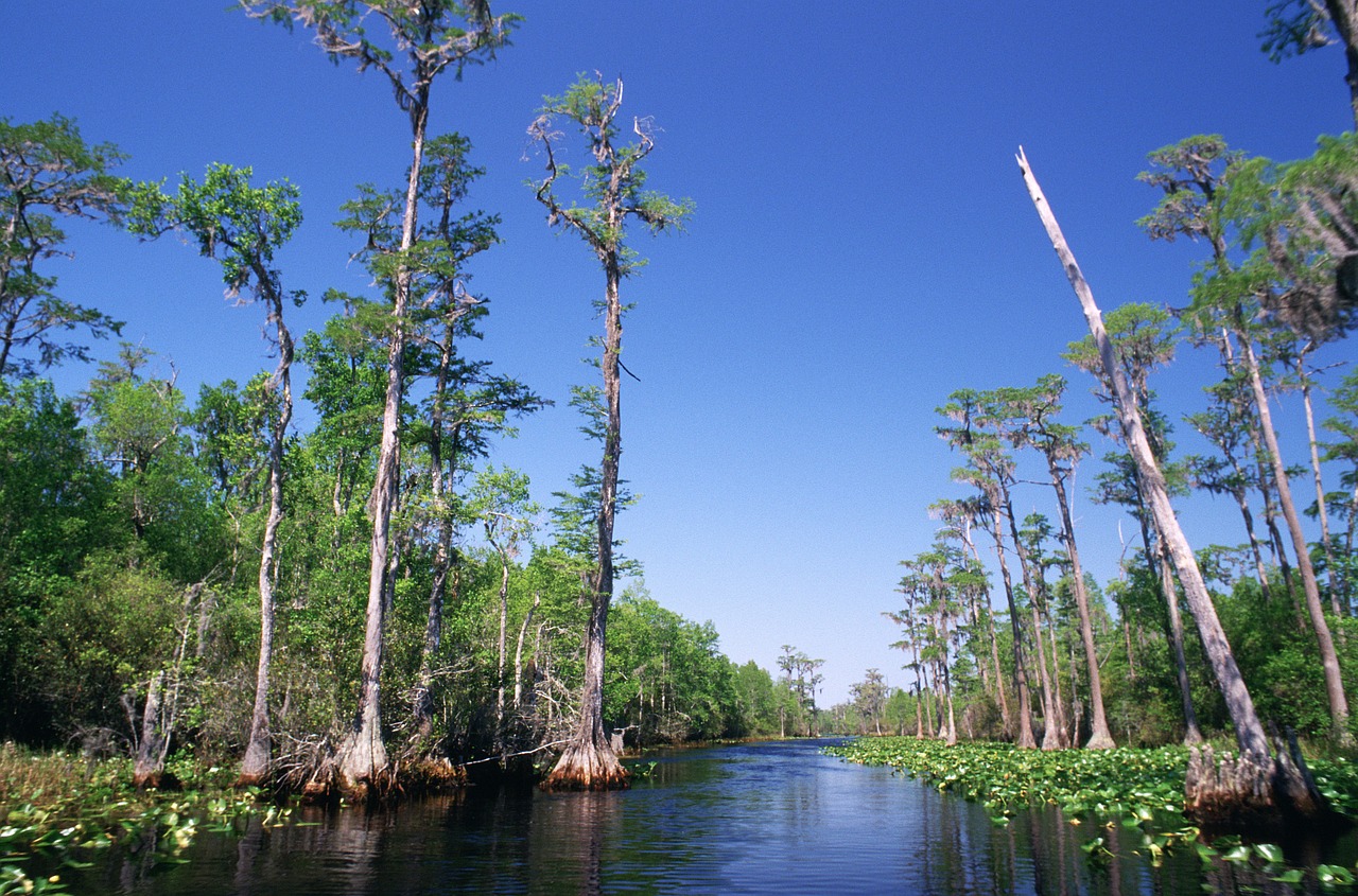 swamp water trees free photo