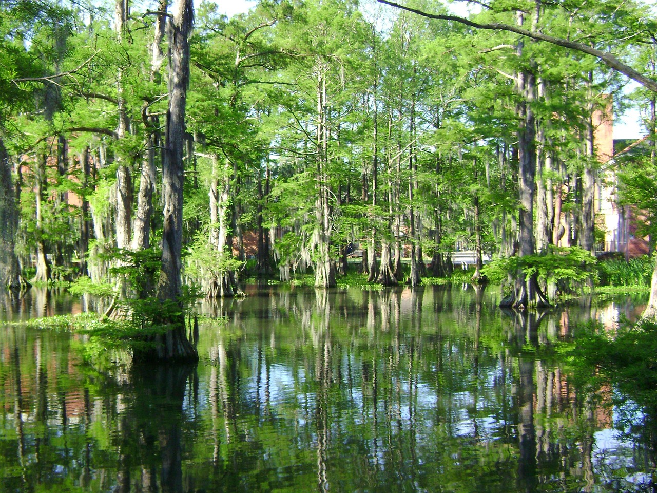 swamp cypress lake water free photo