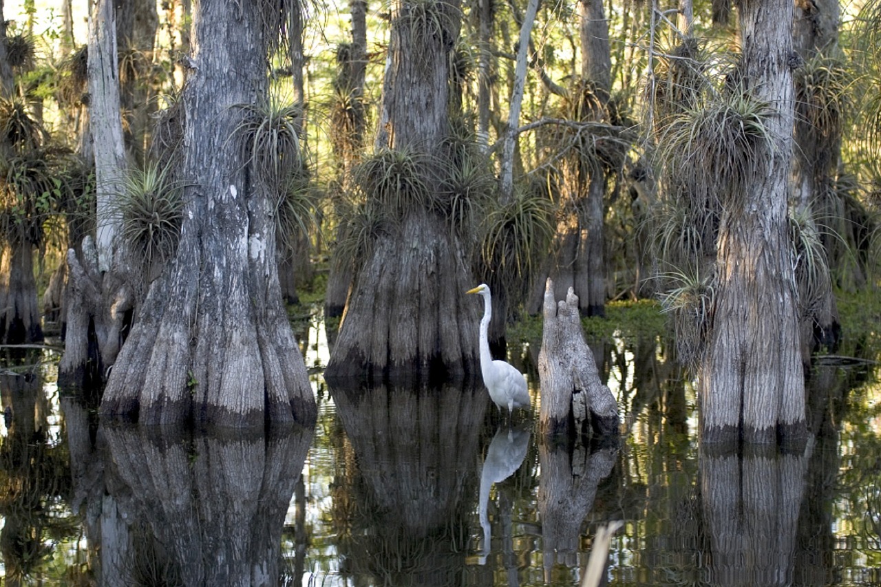 swamp trees cypress free photo