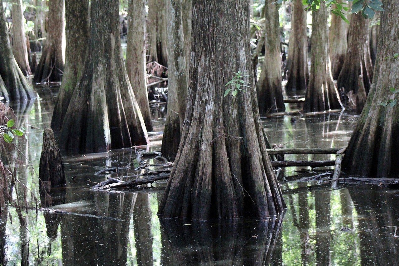 swamp florida cypress trees free photo