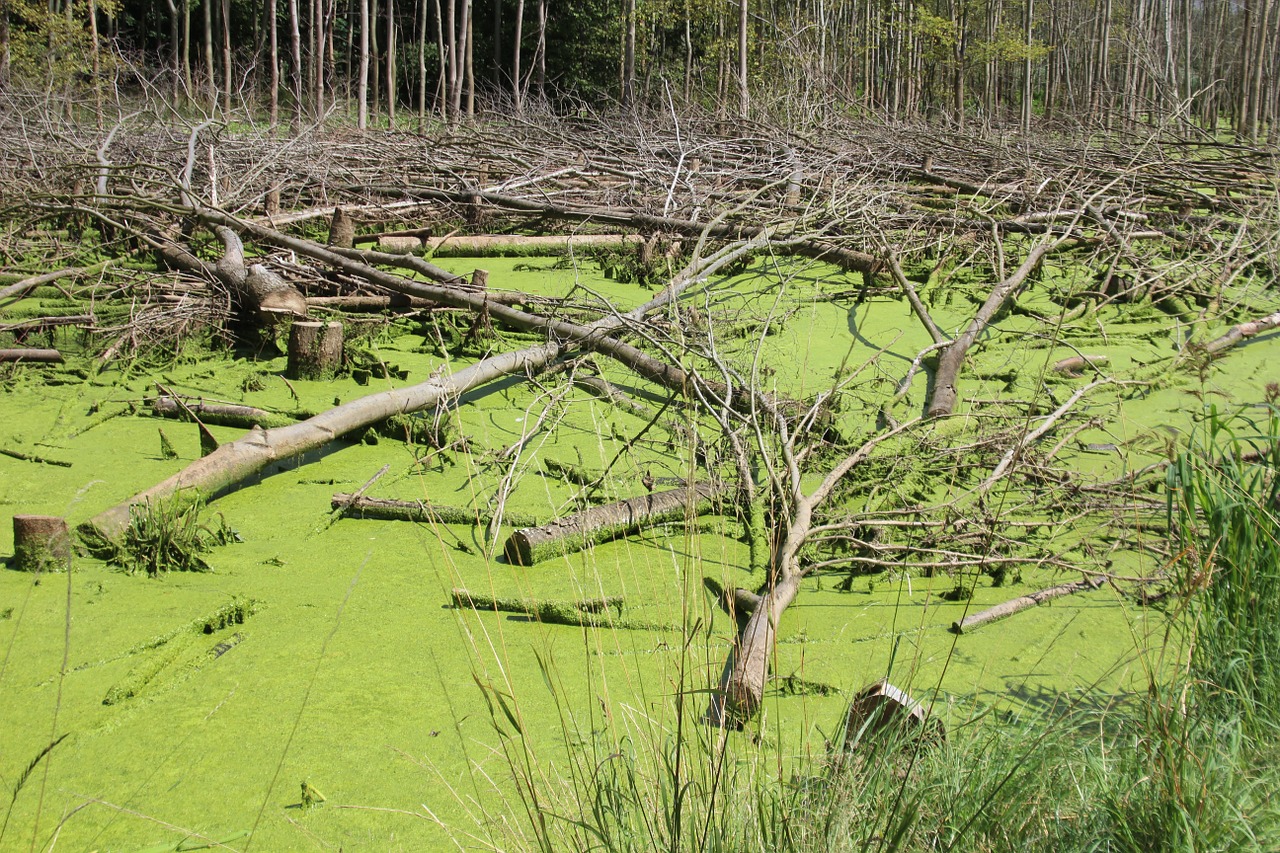 swamp moor green free photo
