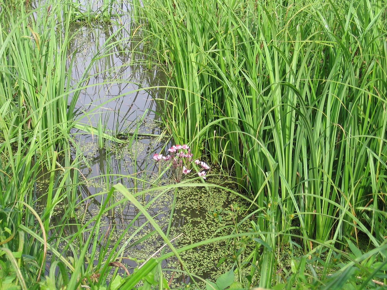 swamp mead flower free photo