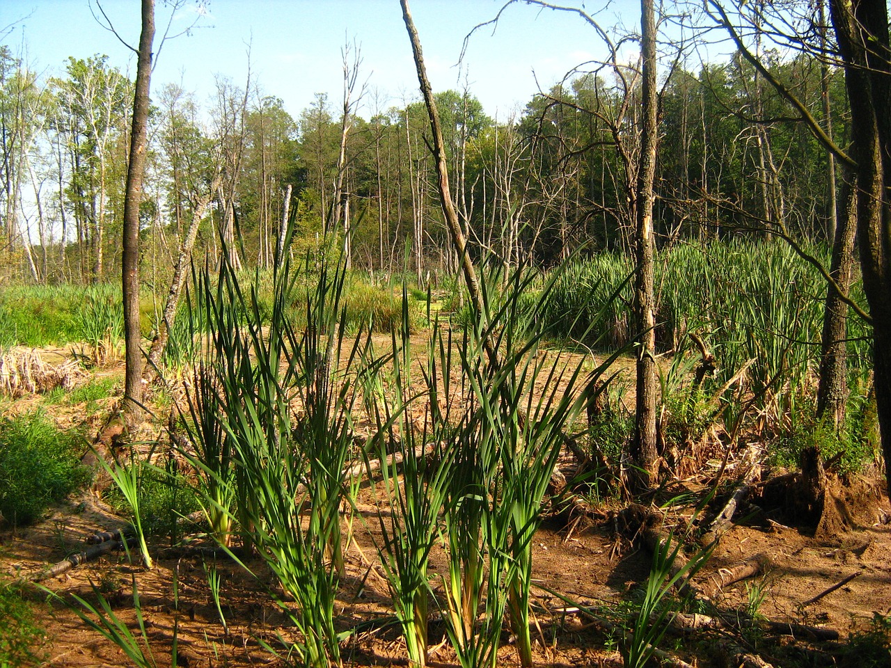 swamp tree marsh free photo