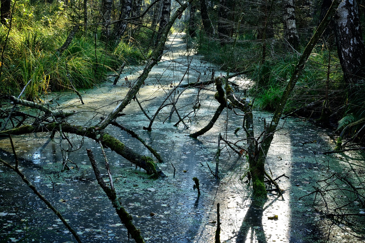 swamp moor nature conservation free photo