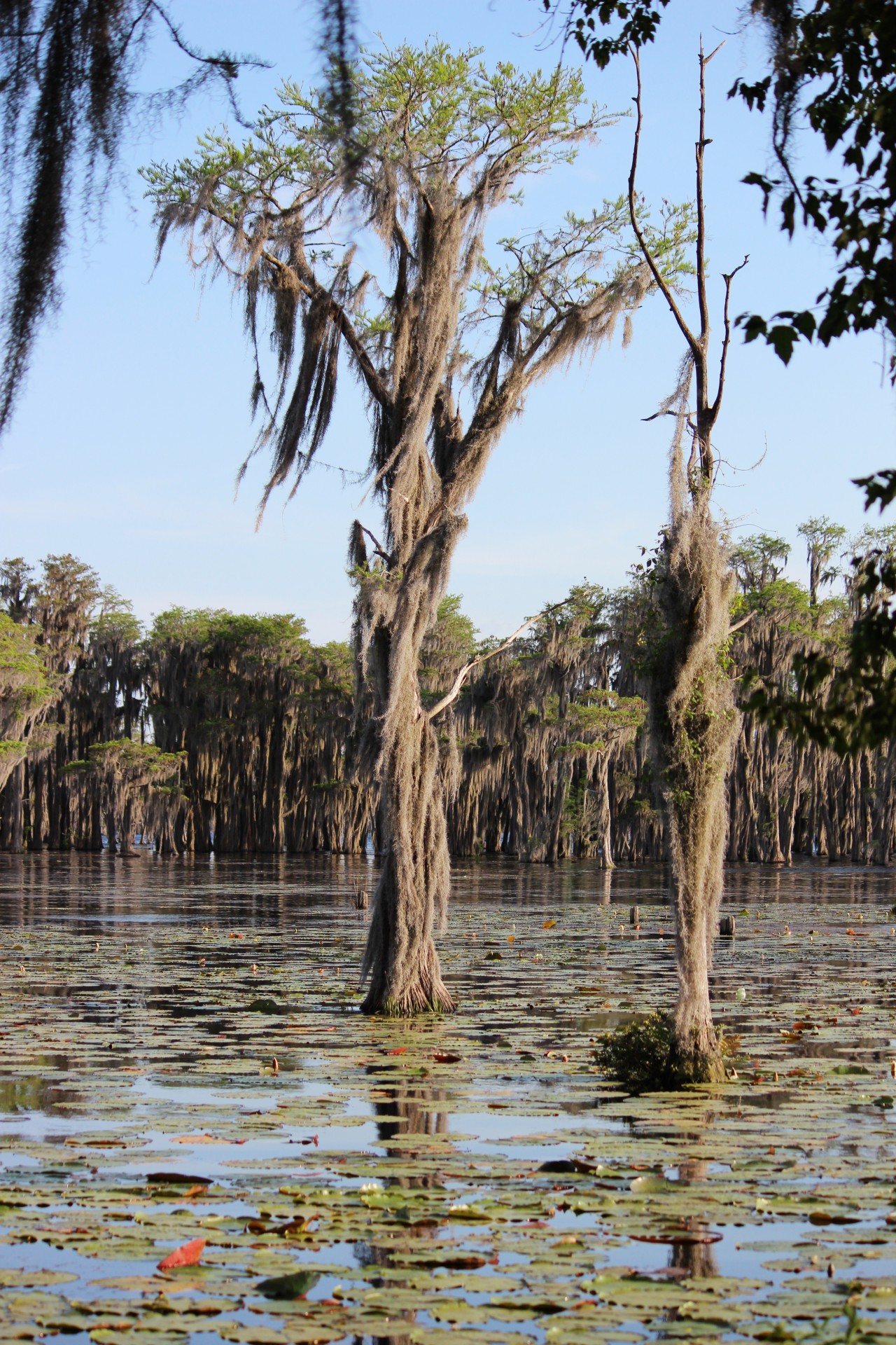 trees swamp moss free photo