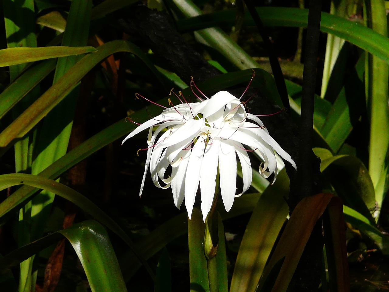 swamp flower florida flower large white flower free photo