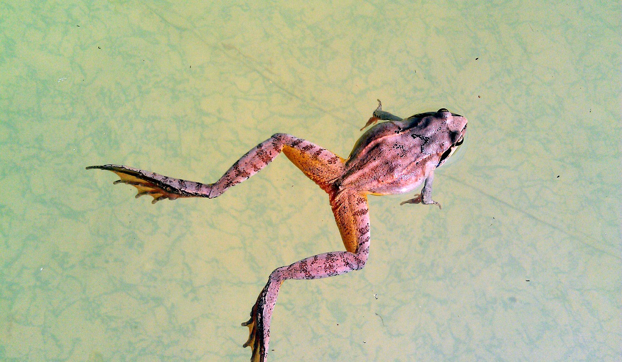 swamp frog rana arvalis frog free photo