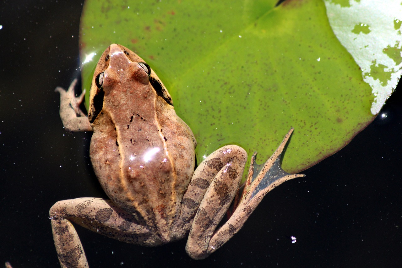 swamp frog  rana arvalis  frog free photo